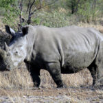 Pilanesberg_Rhino-2
